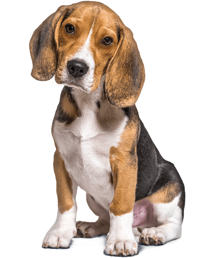 beagle puppy sitting