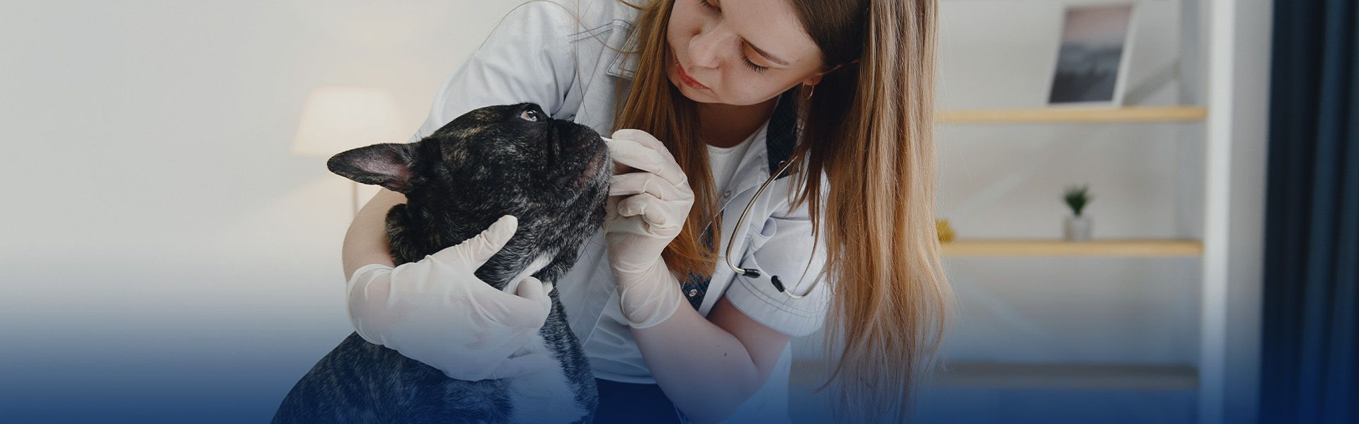 Young veterinary taking care and examining beautiful dog french bulldog